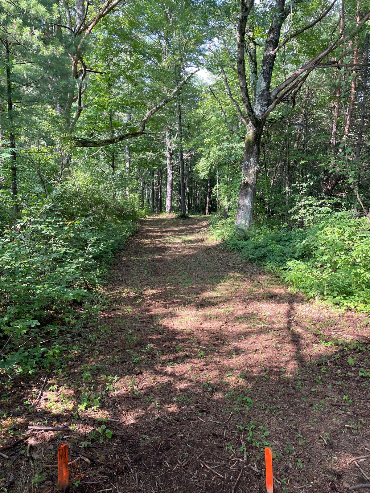 Hole 7 tee