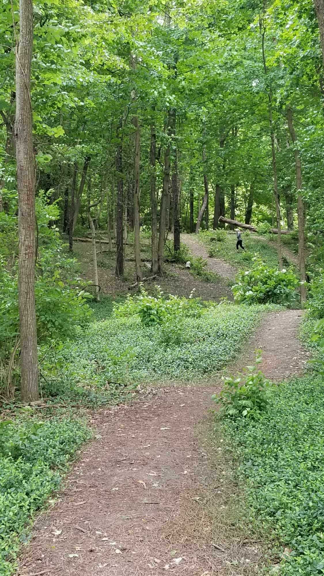 View from hole 15 tee box. Beautiful and difficult last few holes through the woods to close out.