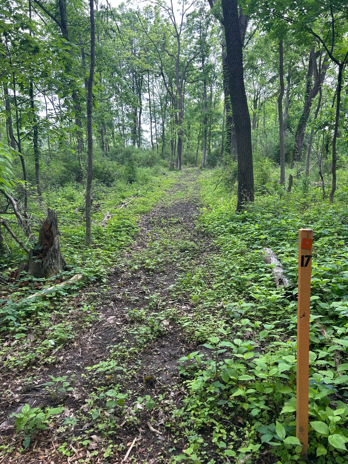 17 tee.  Basket is again fairly straight ahead but tucked a bit right behind trees.
