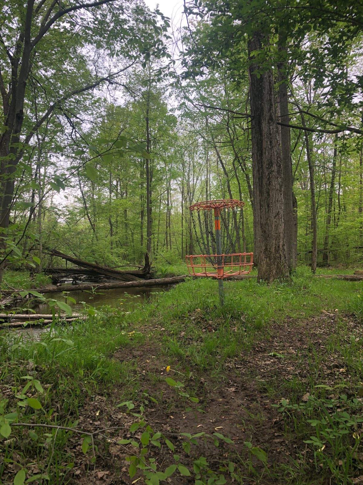 Basket of #4 on Original 9 in the back of the park.