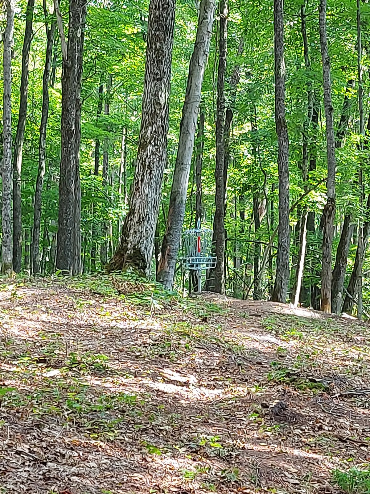 Putting on hole 9.🌳☘🌳🪵