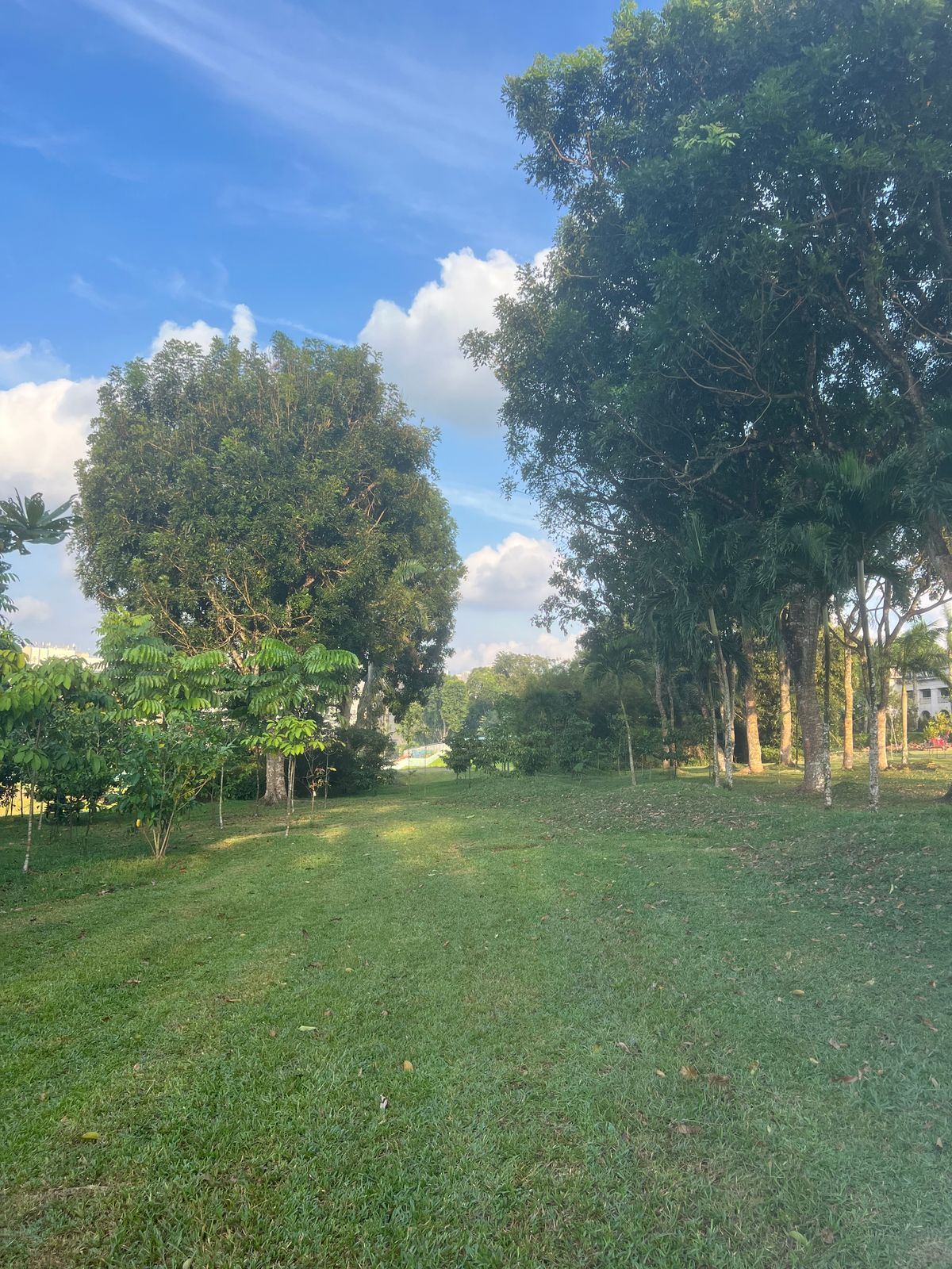 Second landing zone for Hole 6, looking back towards the tee and through the initial gap.