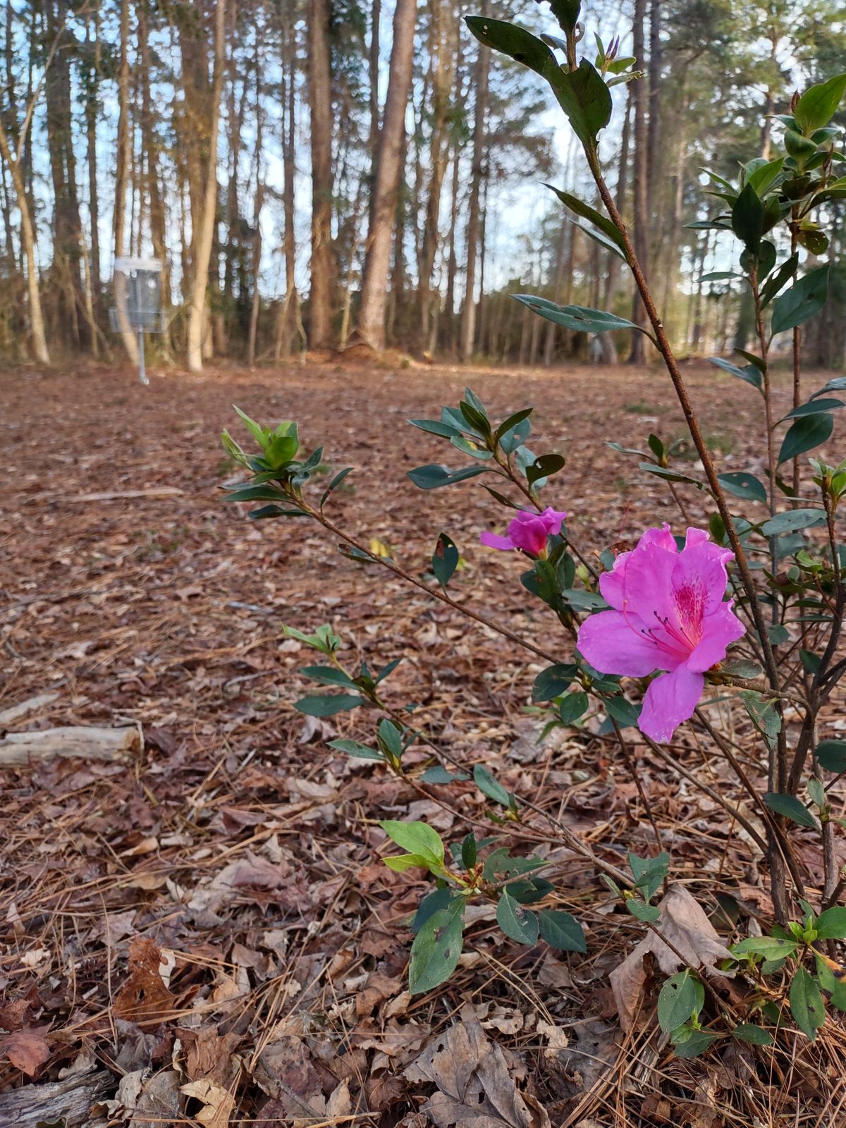A winter azalea blooming by basket 15.