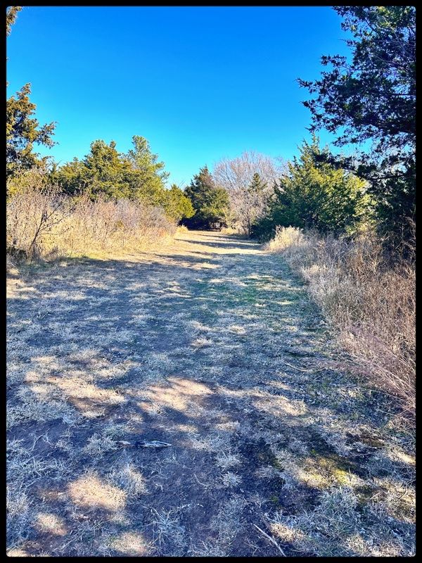 #8 fairway first bend looking back to Tee