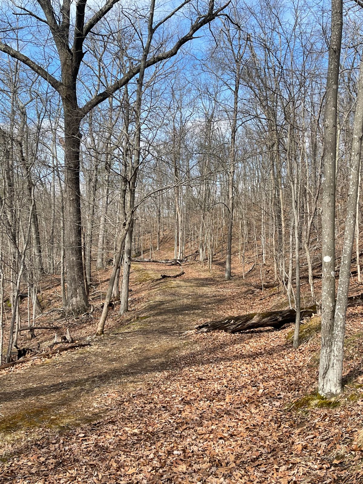 Hole 6 (Fairway)