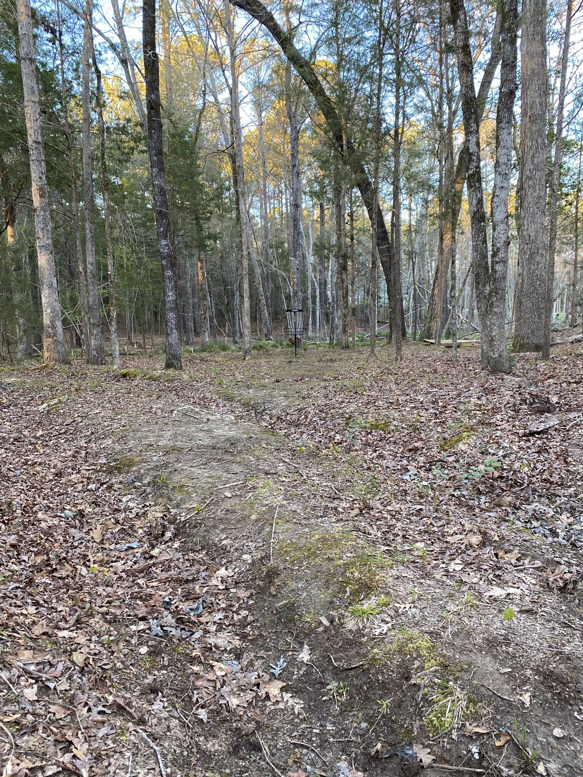Hole 7 Upshot To The Basket