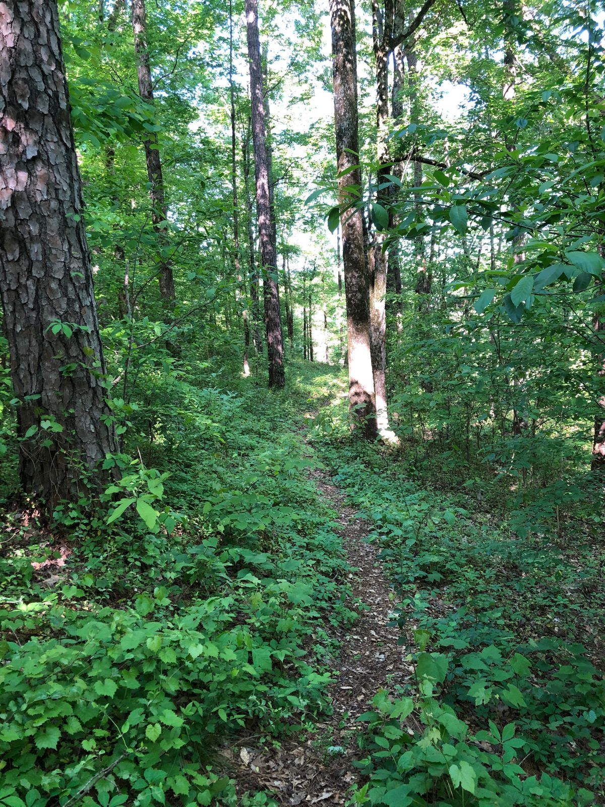 Hole 8