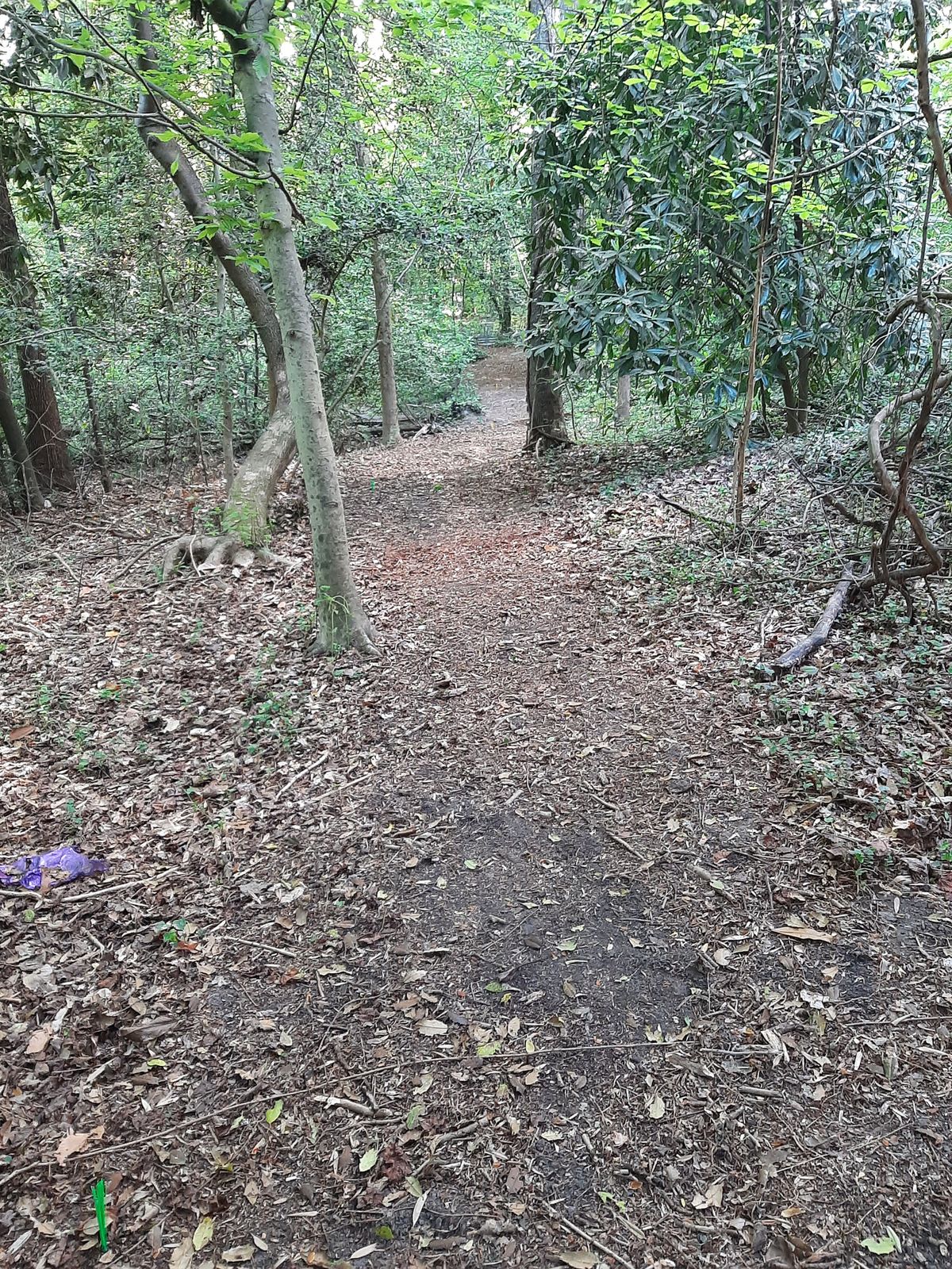 Hole 17 Blue, Gold, and Par 3 Layout Tee