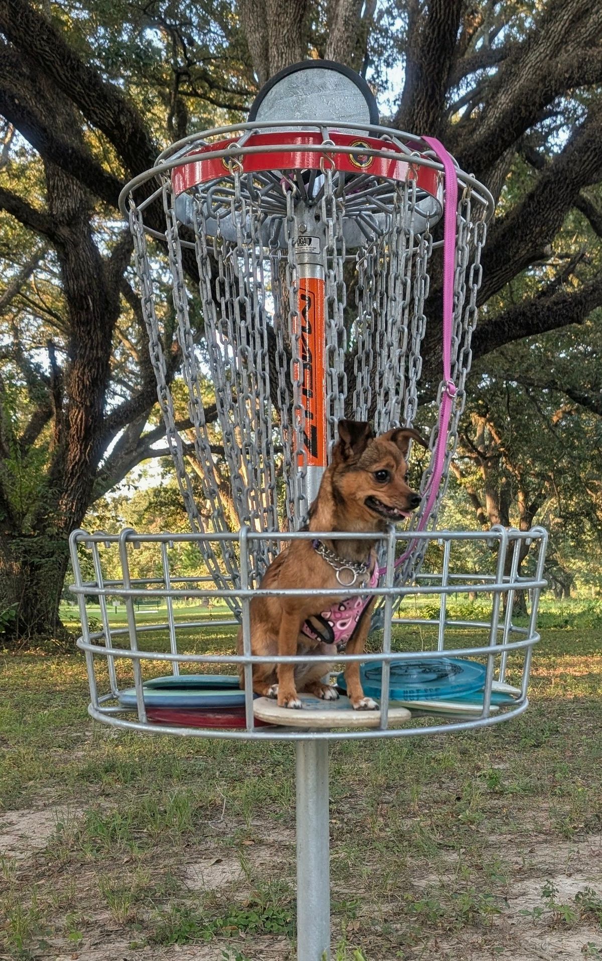 Don't leave your dog at home.