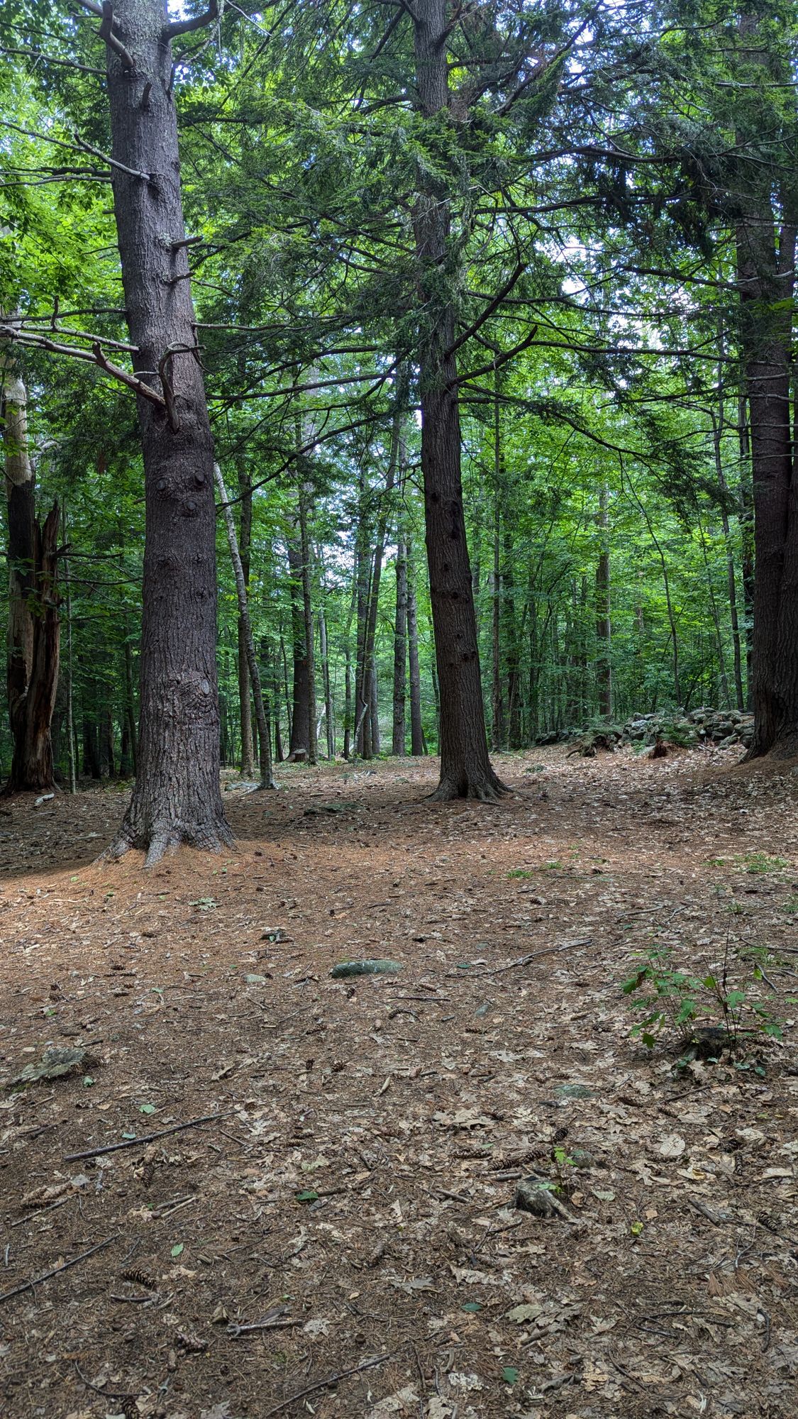 Hole 3 's fairway, between 200' to 250' from basket
