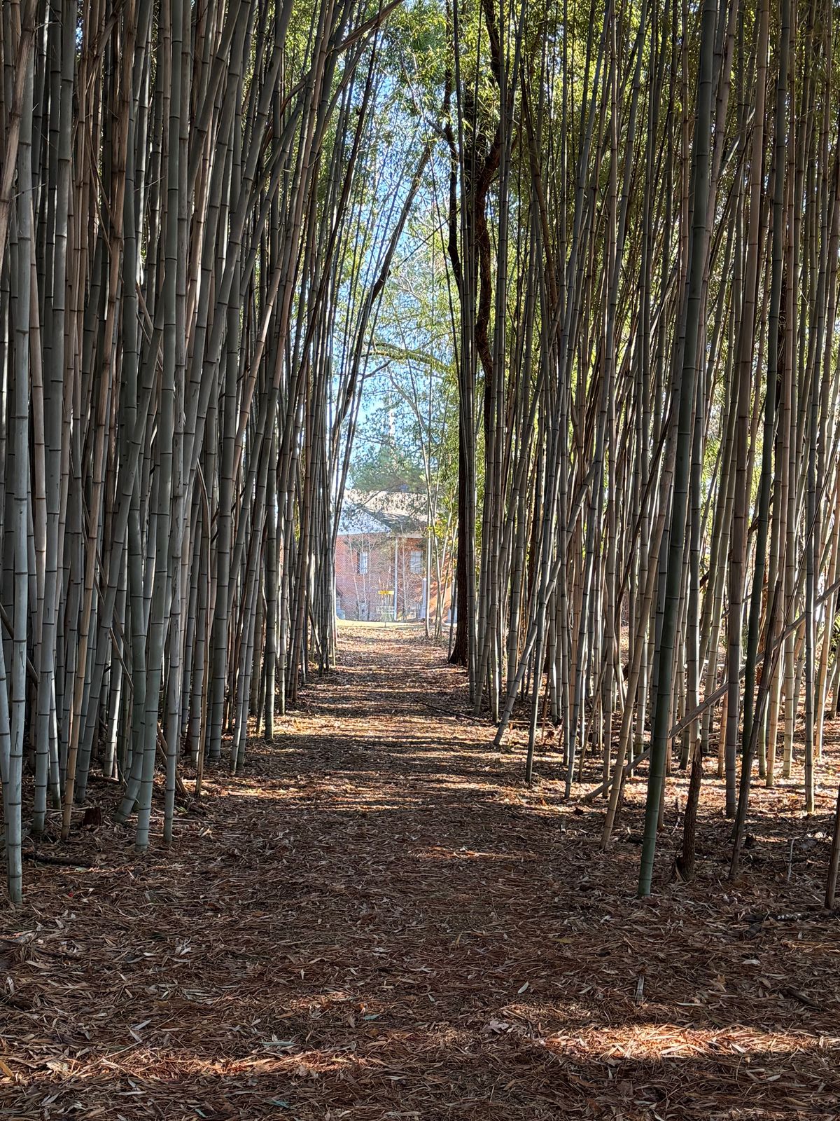 Tight gap through bamboo