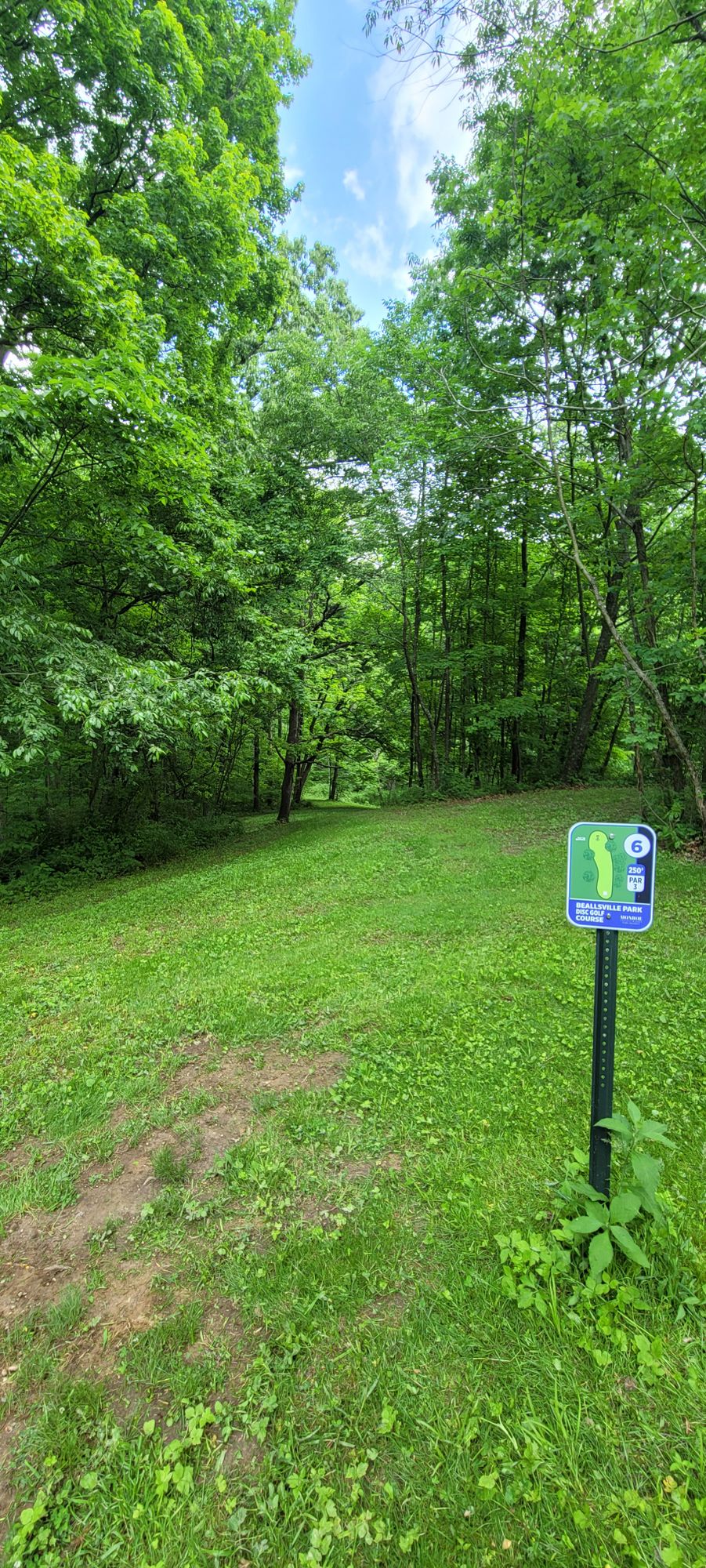 #6 Tee