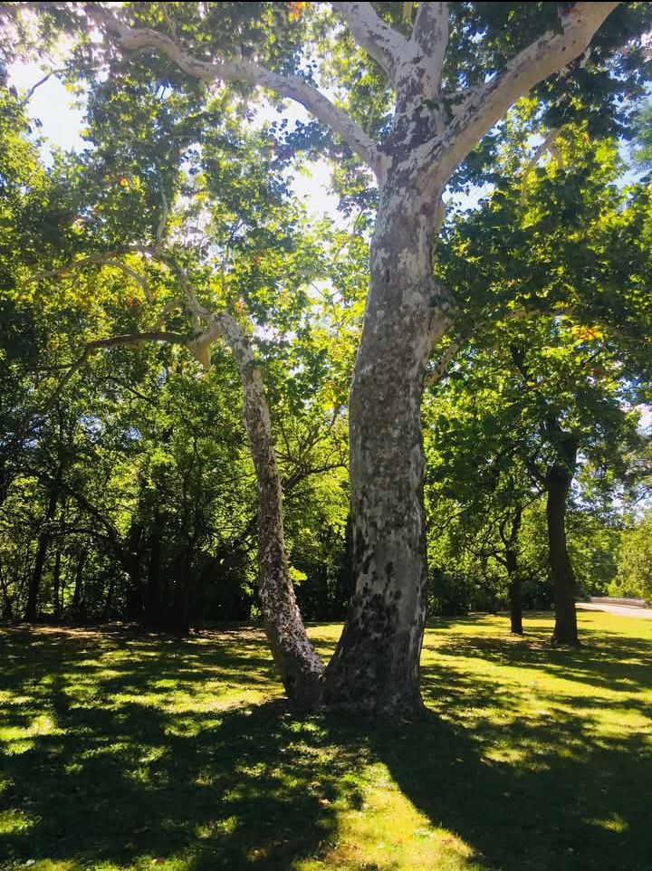Everybody's favorite tree to take aim at down in Lower Bradley Park.  This disc golf course was established in 1984.  I'm pretty certain that Innova only had one disc in production back then (Eagle). What a long strange trip.