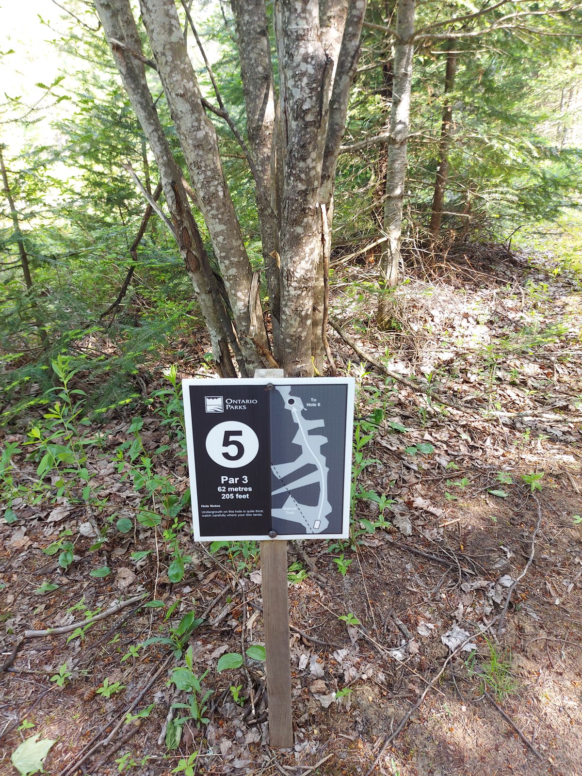 Hole sign 5. 205ft. 🍁🌲🍁🌲🍁🌲