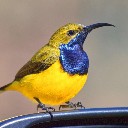 honeybirdhempel