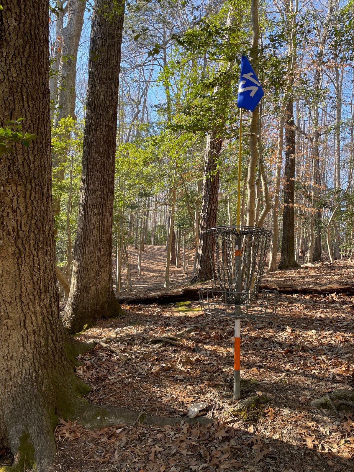 Basket 12 looking back at fairway