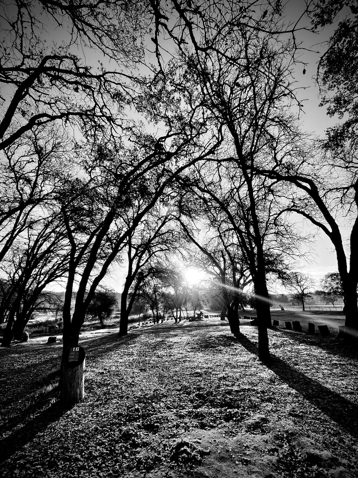 Just off the boneyard vibes