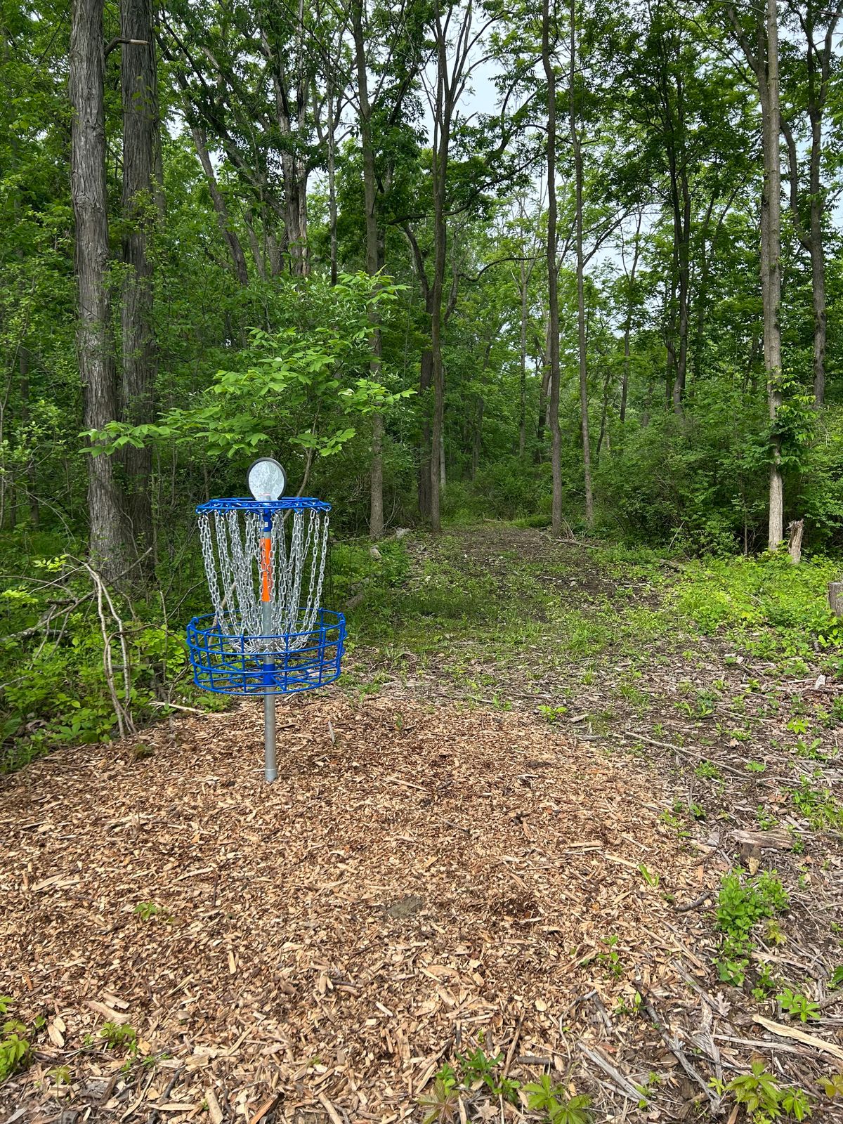 17 basket looking back toward the fairway.