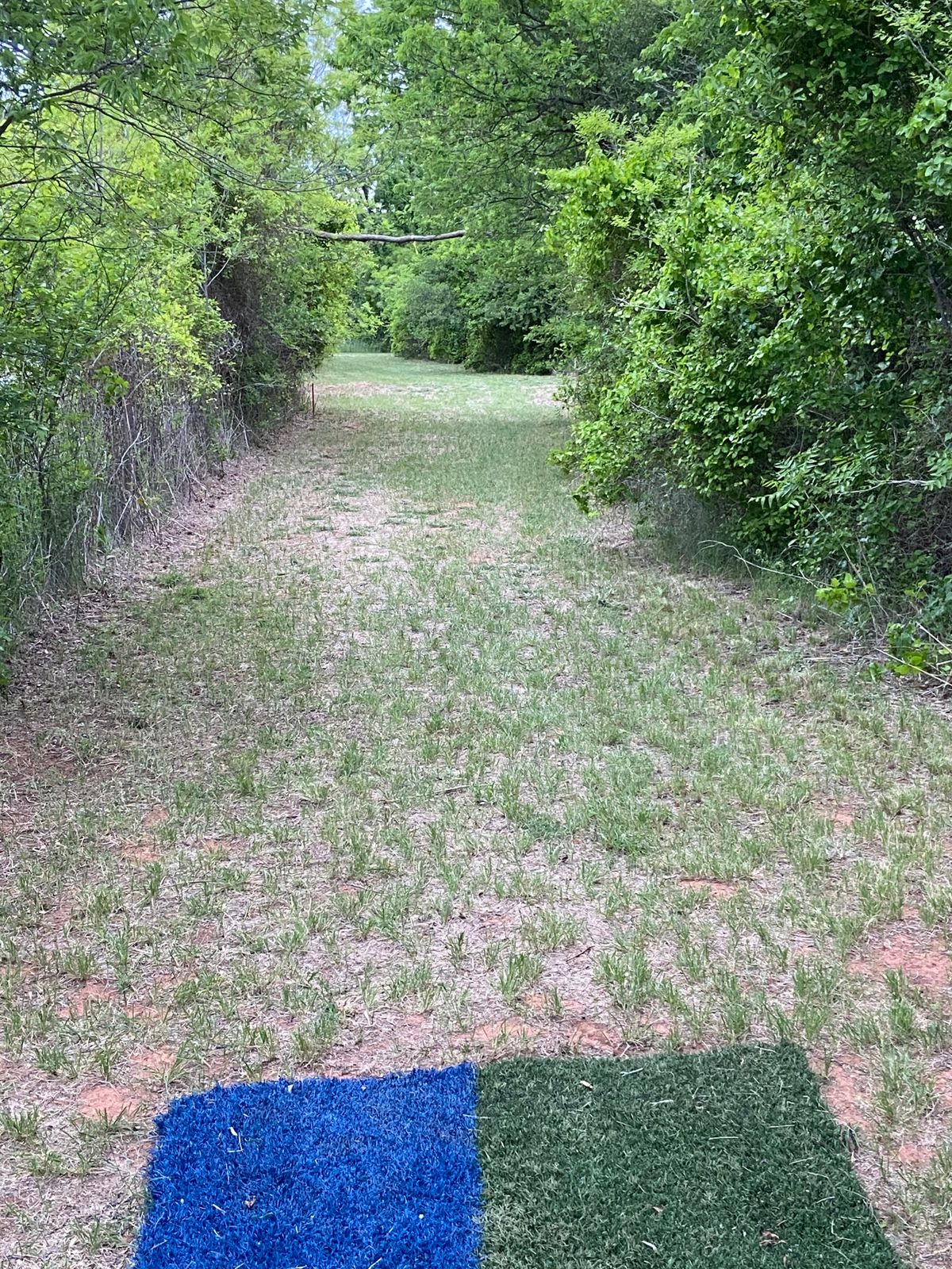 #7 Teebox. Mando under tree trunk crossing fairway overhead.