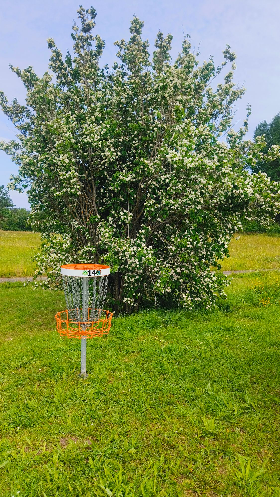 Jasmin busken vid hål 14 är det hål som luktar bäst!