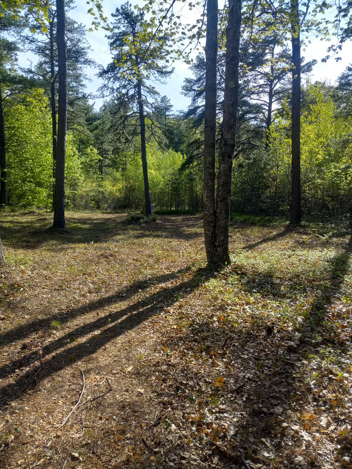 Hole 8 from top of hill to basket