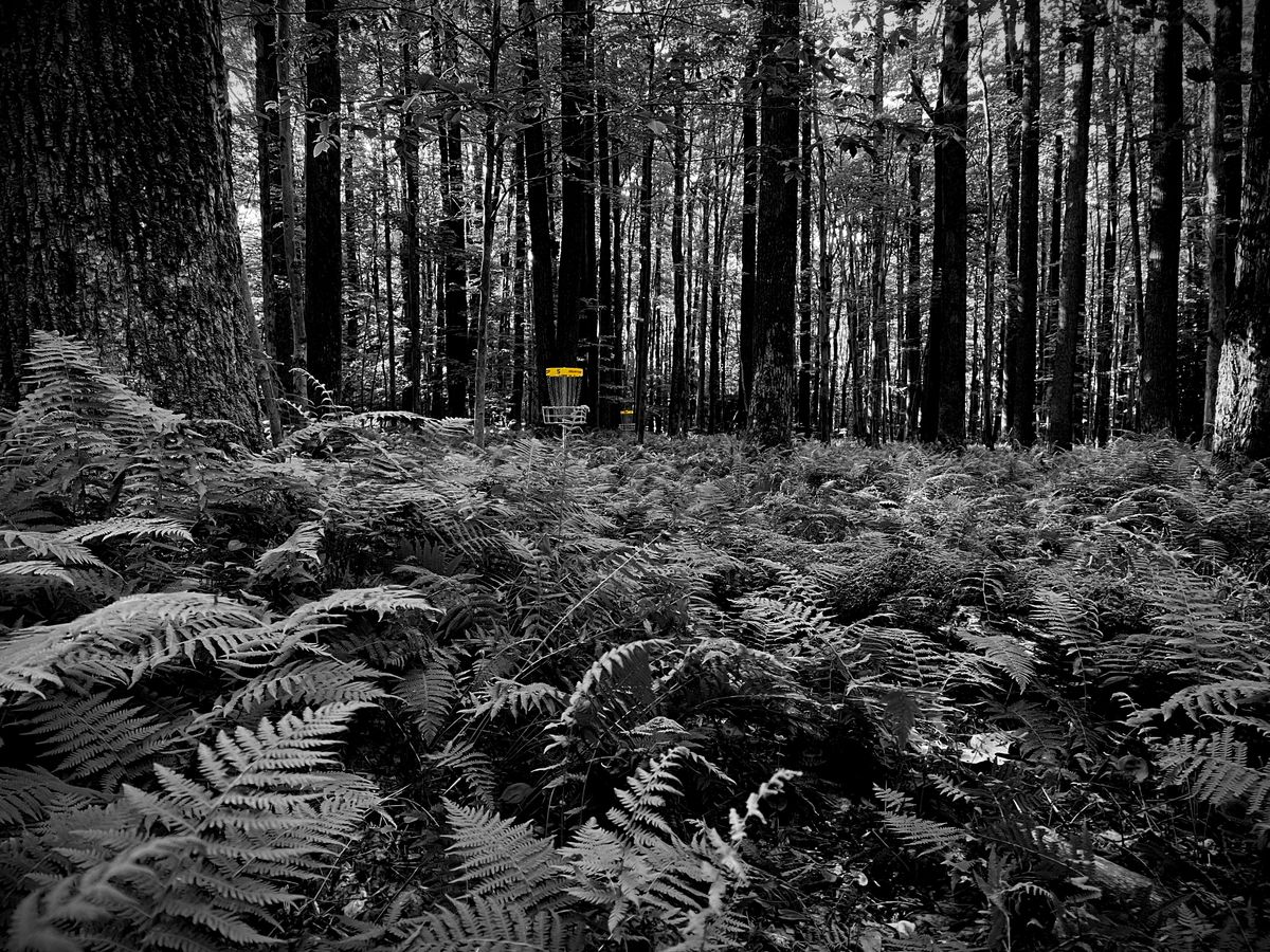 The ferns
