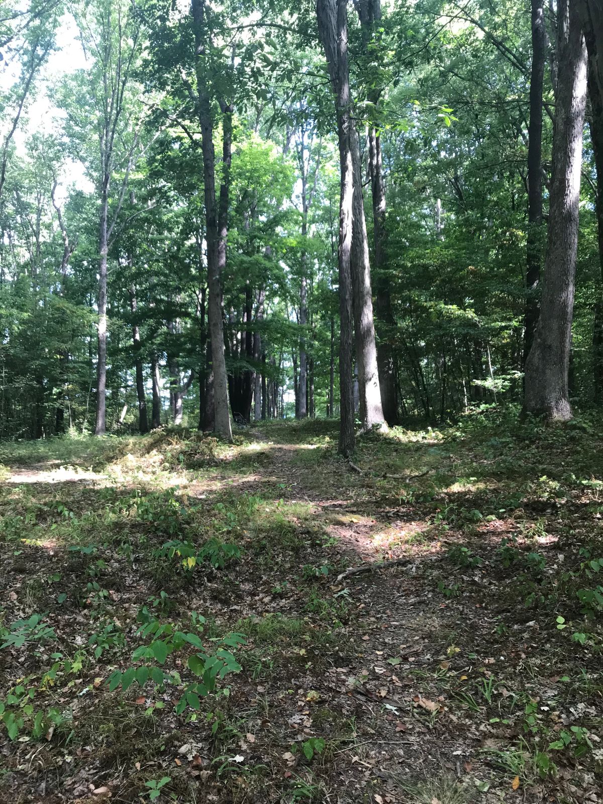 #17 fairway