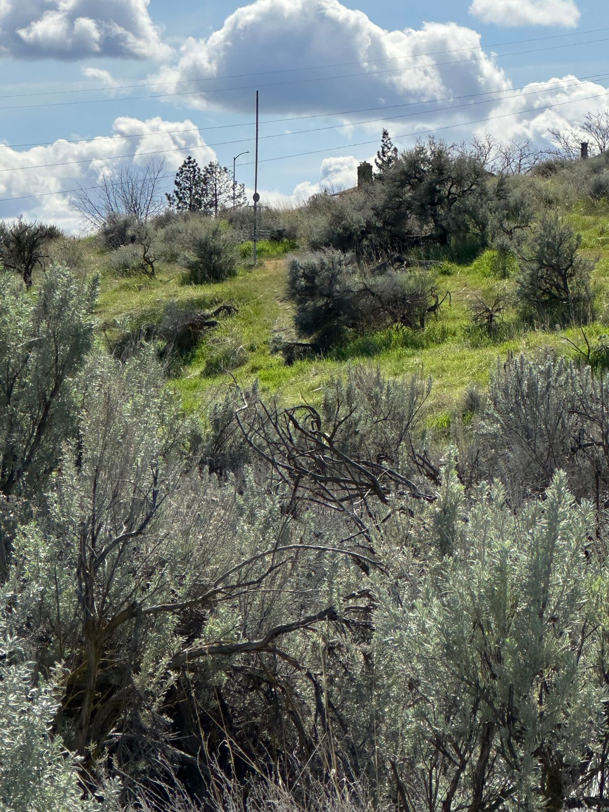 Hole 5 basket from mid-fairway