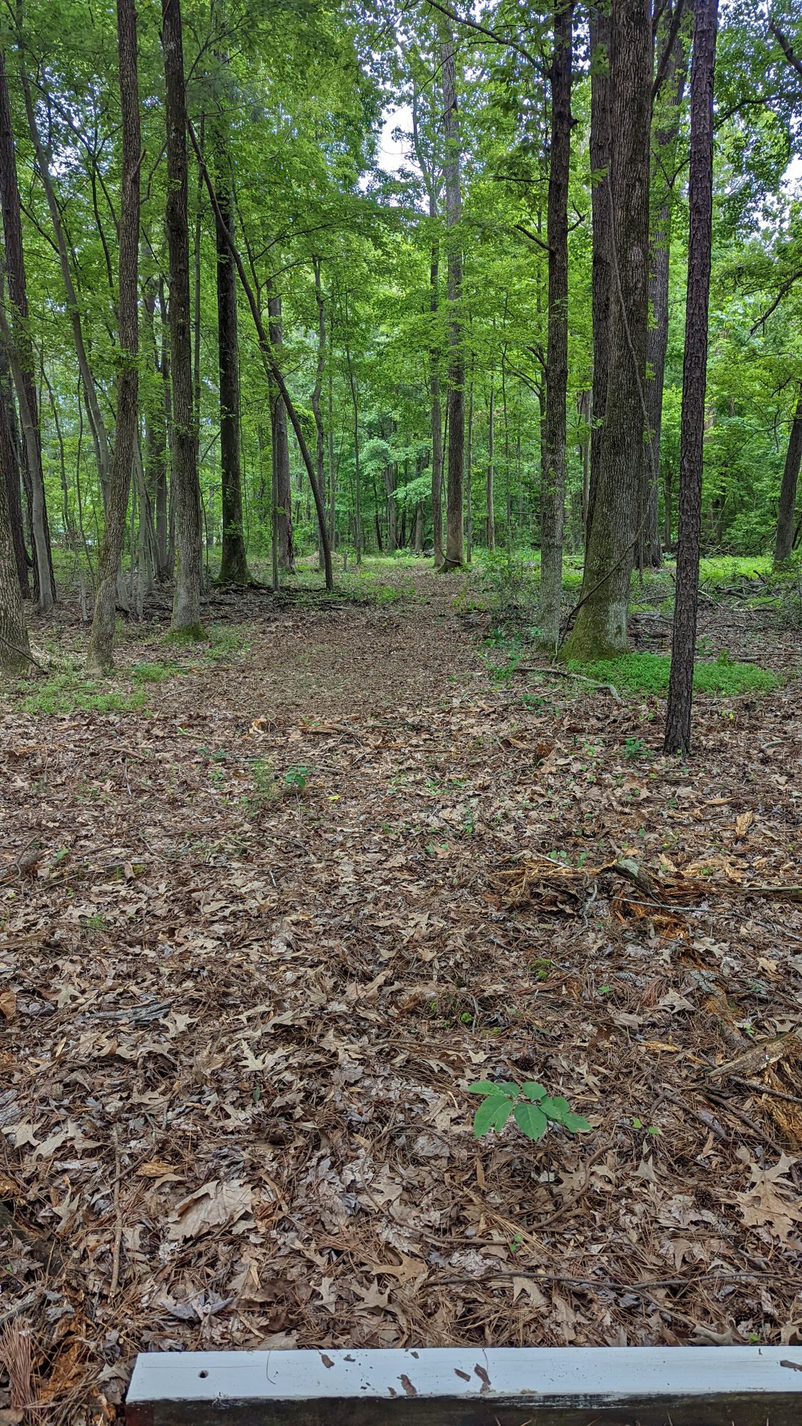 Hole 3 fairway