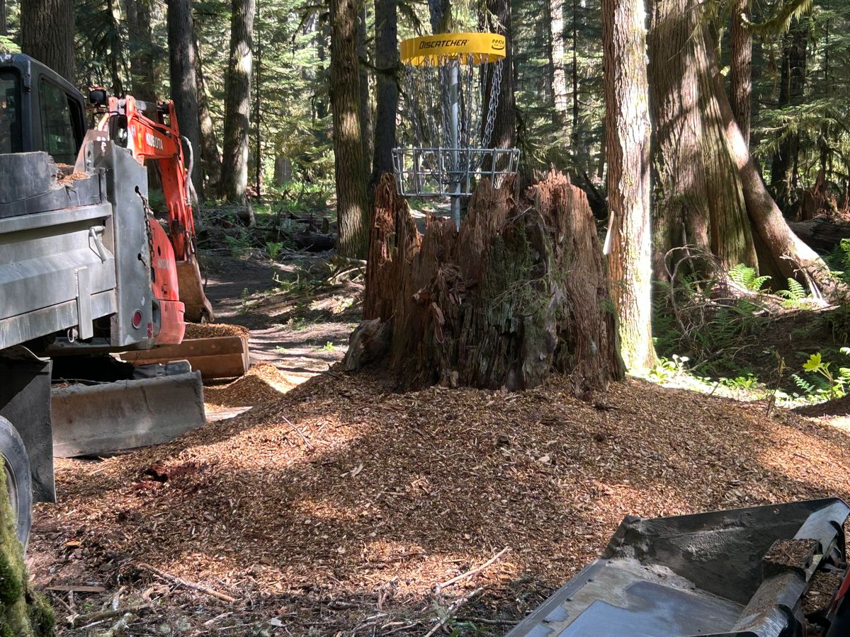 adding mulch to the hole 8 green