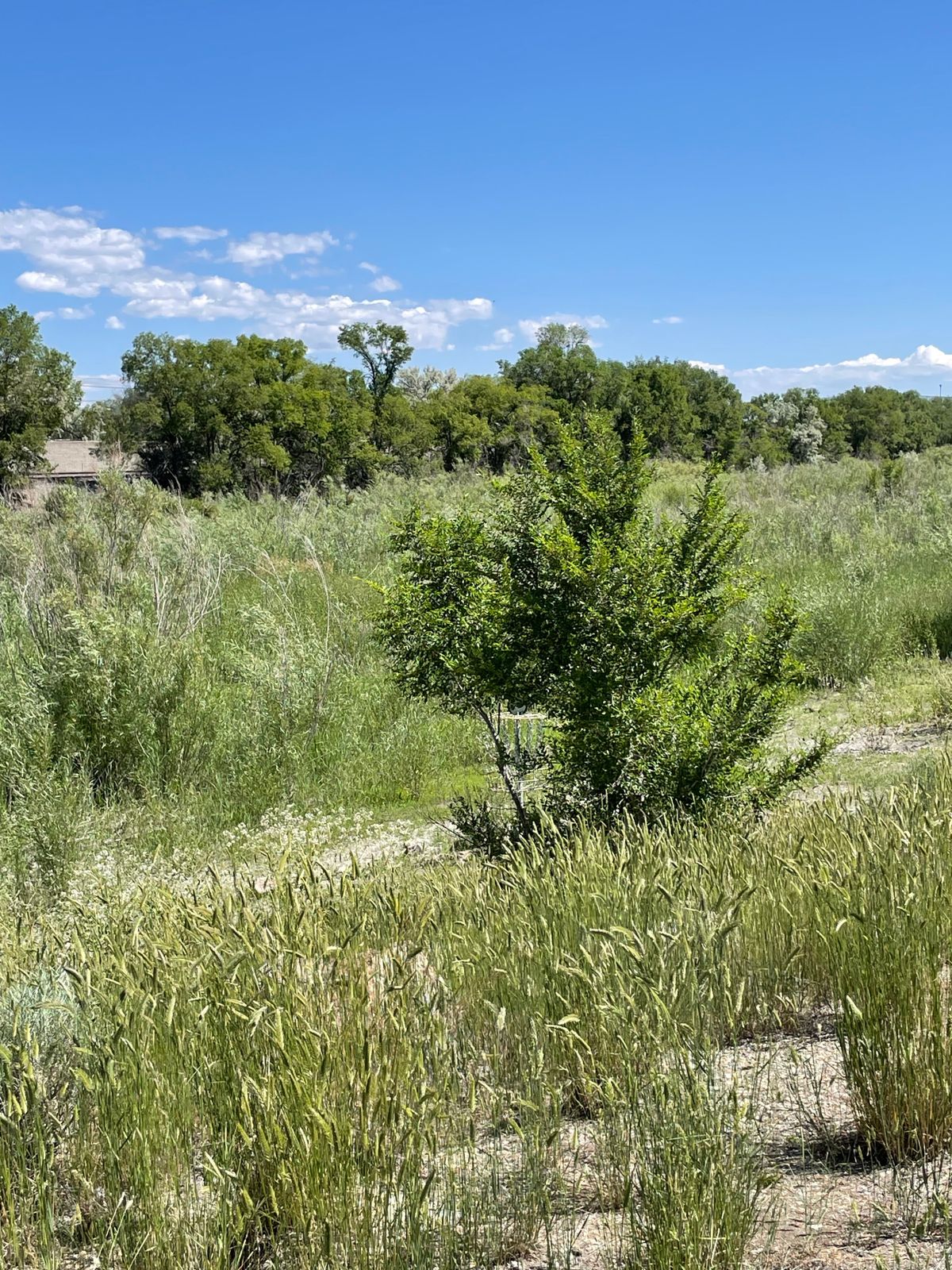 New photo tall grass.