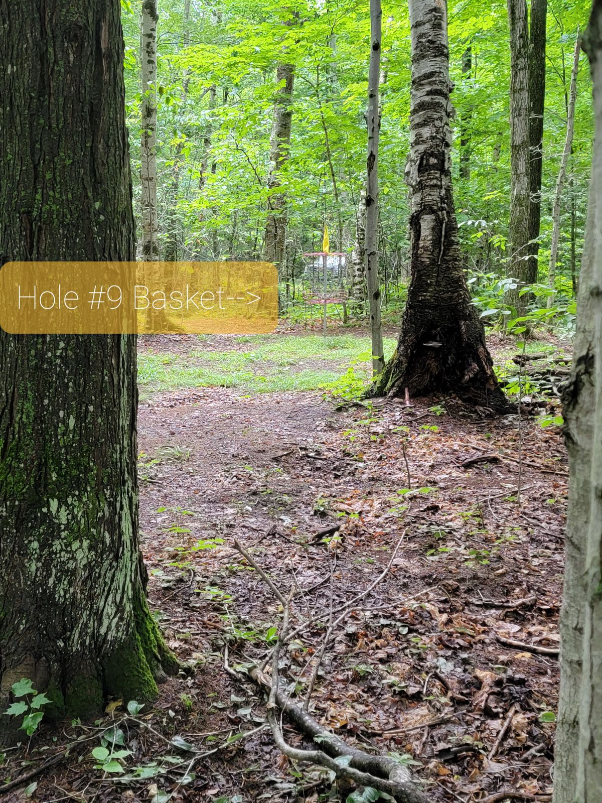 Hole 9 basket