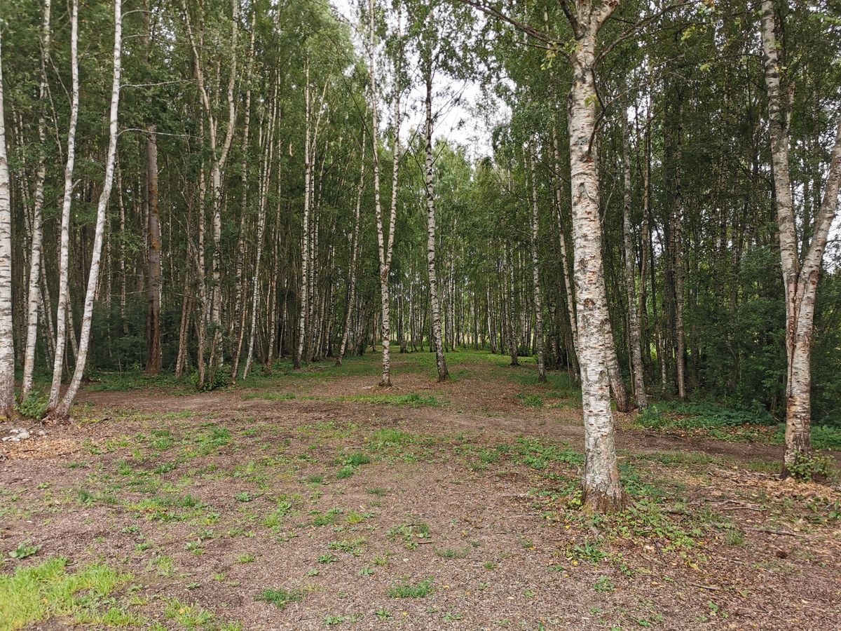 Ensimmäisen par5 loppupuoli