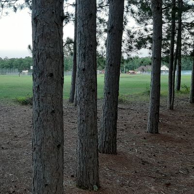2nd hole basket