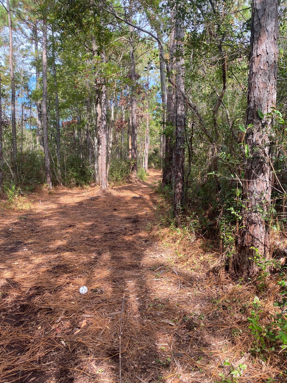 Hole 6 (narrow with a slight left at the end)