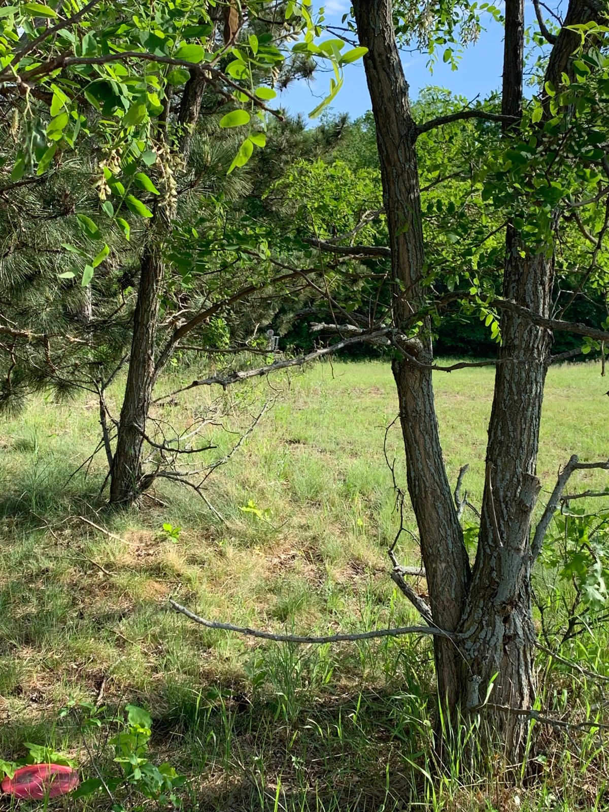 The basket from the trees