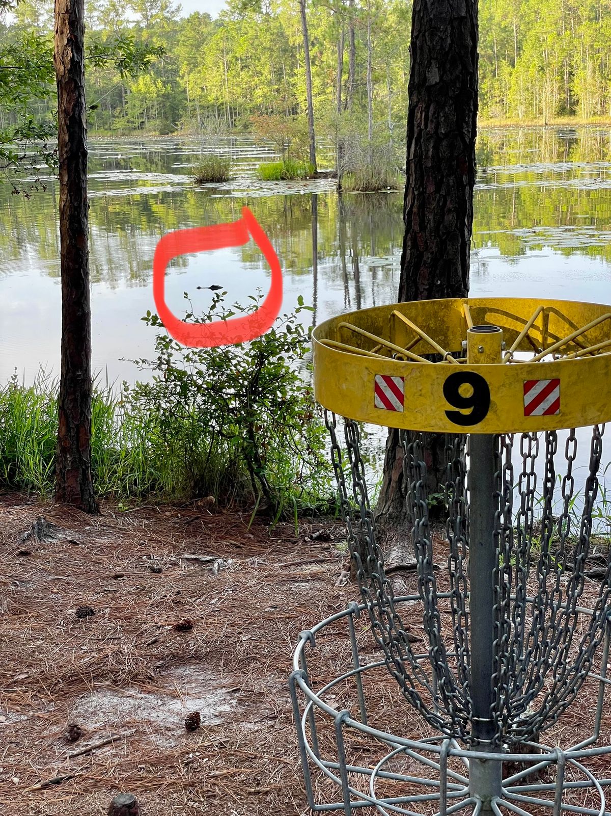 Alligator!!!