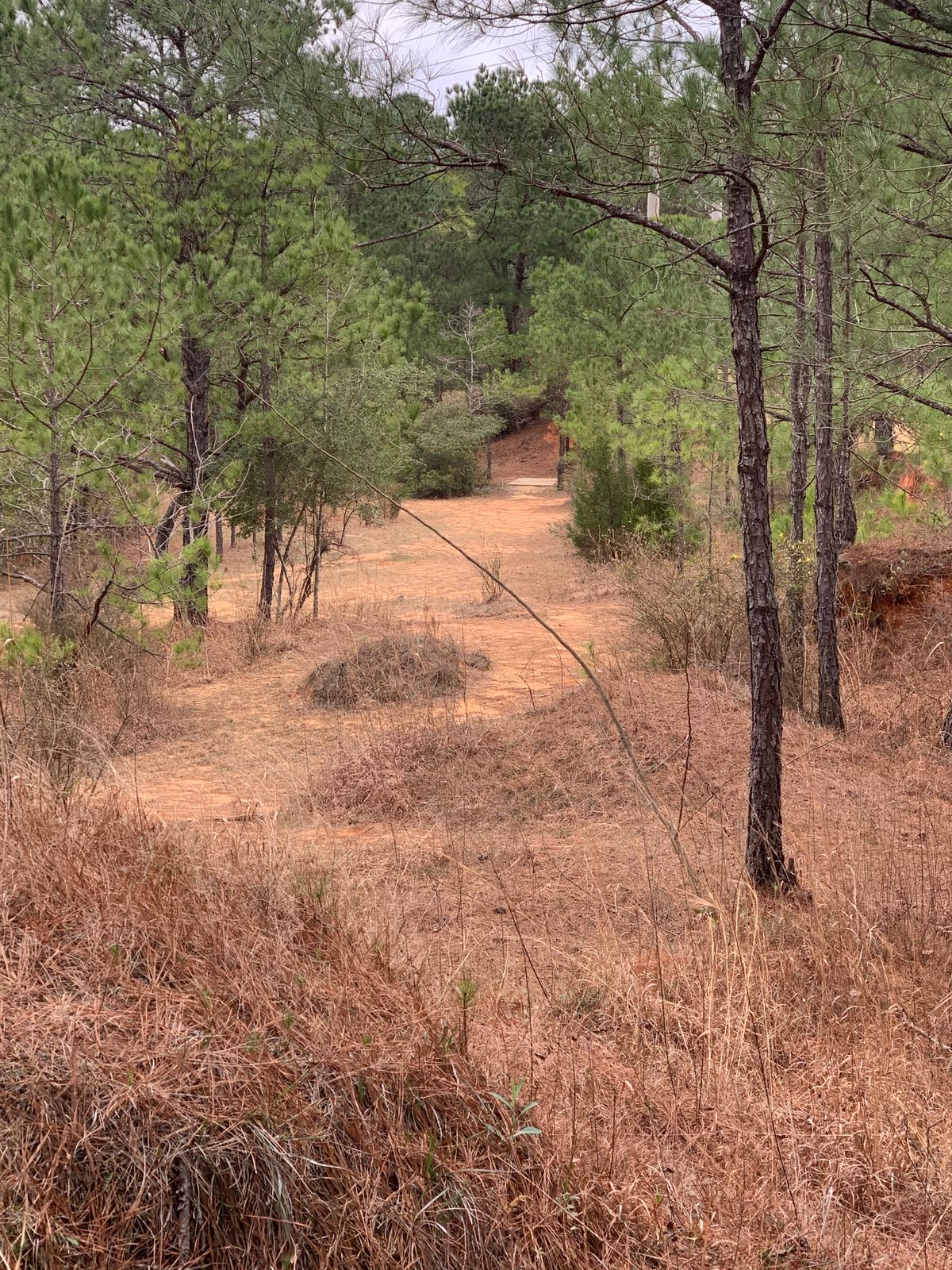 Hole 16 looking back at the tee pad