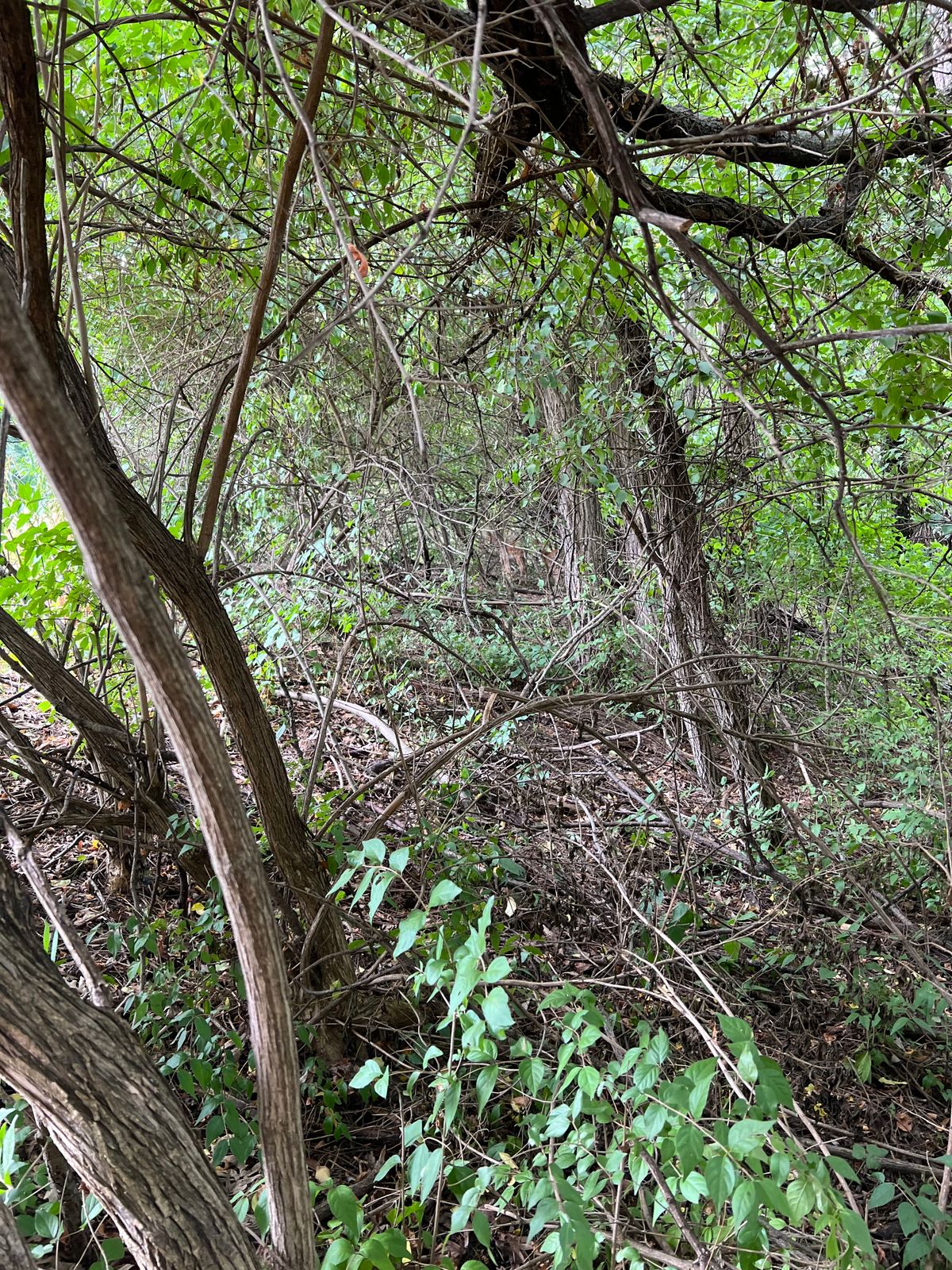 2 spotter baby deer hiding near tee 11