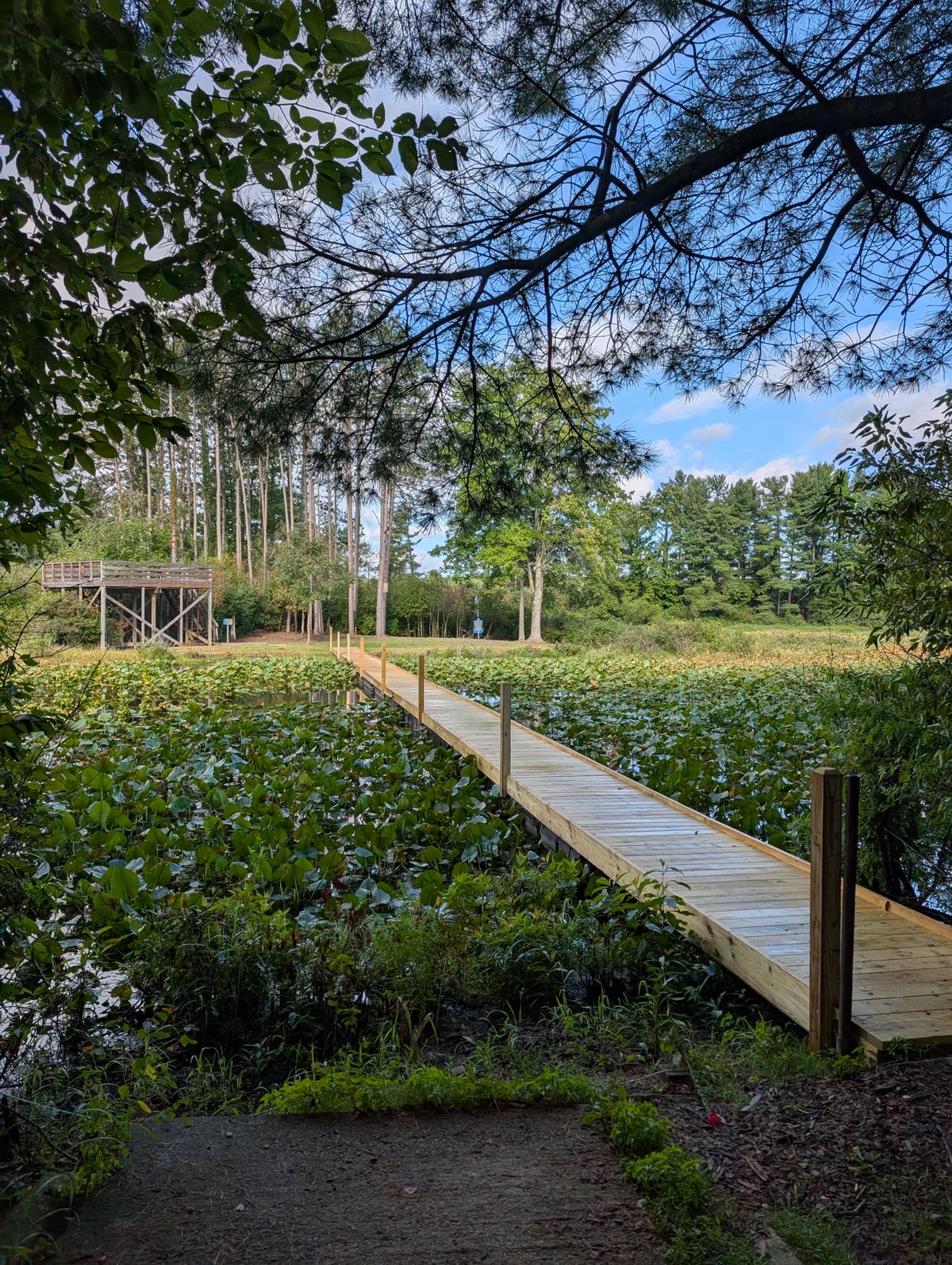Brand new bridge !