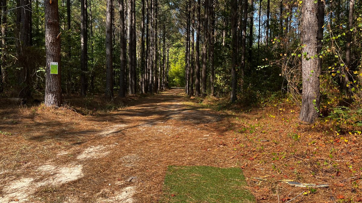 Hole 8 - 288’. Straight away through the trees. Very good hole.