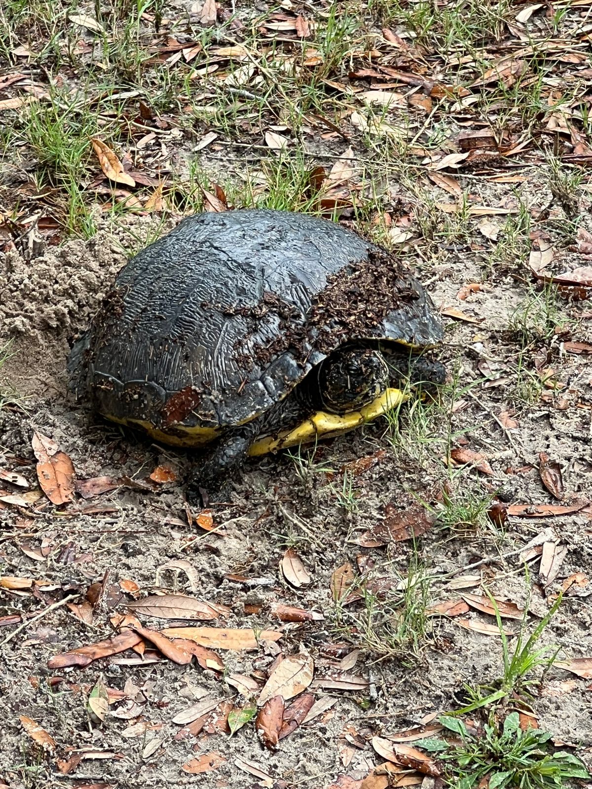 This lady was laying eggs on the back 9
