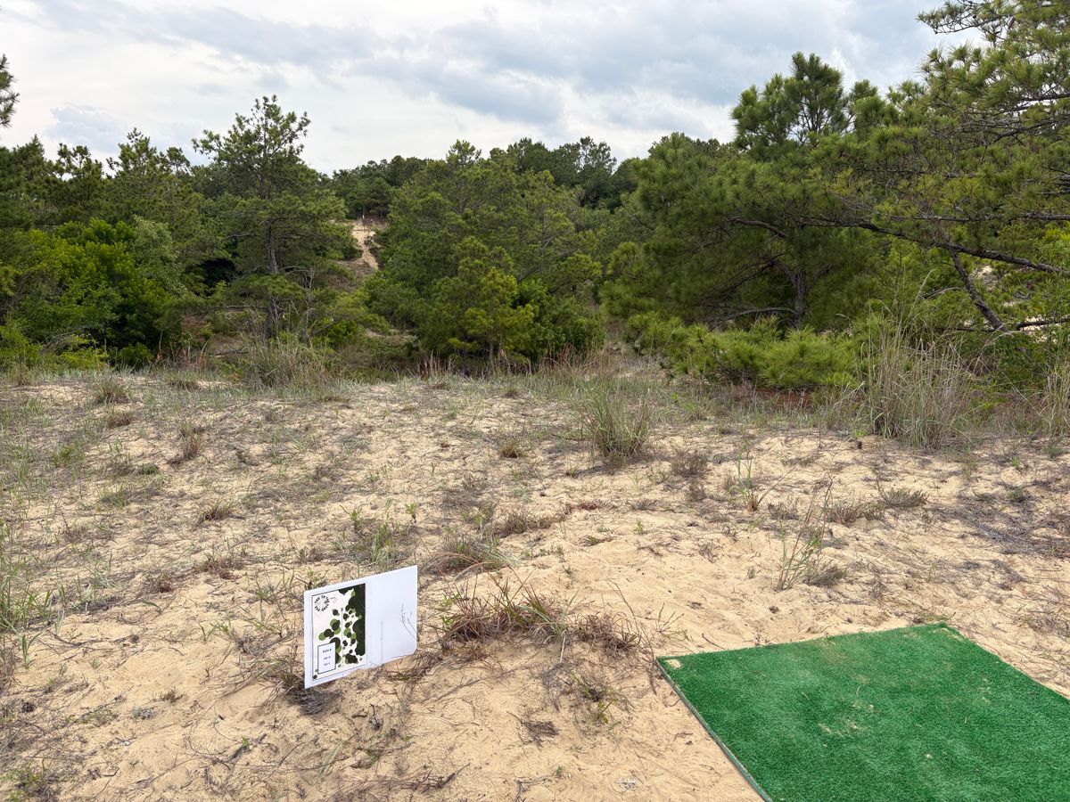 Hole 8 tee