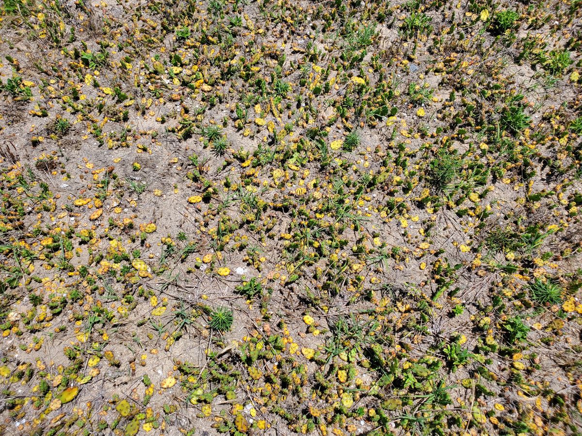 Cactus on most of the course. It will NOT stop sticking to you and your shoes until you're done. Seriously, it sucks.