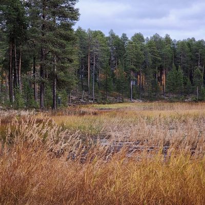Hål 4 Dödes 9:a 2021. Öhål med drop zone.