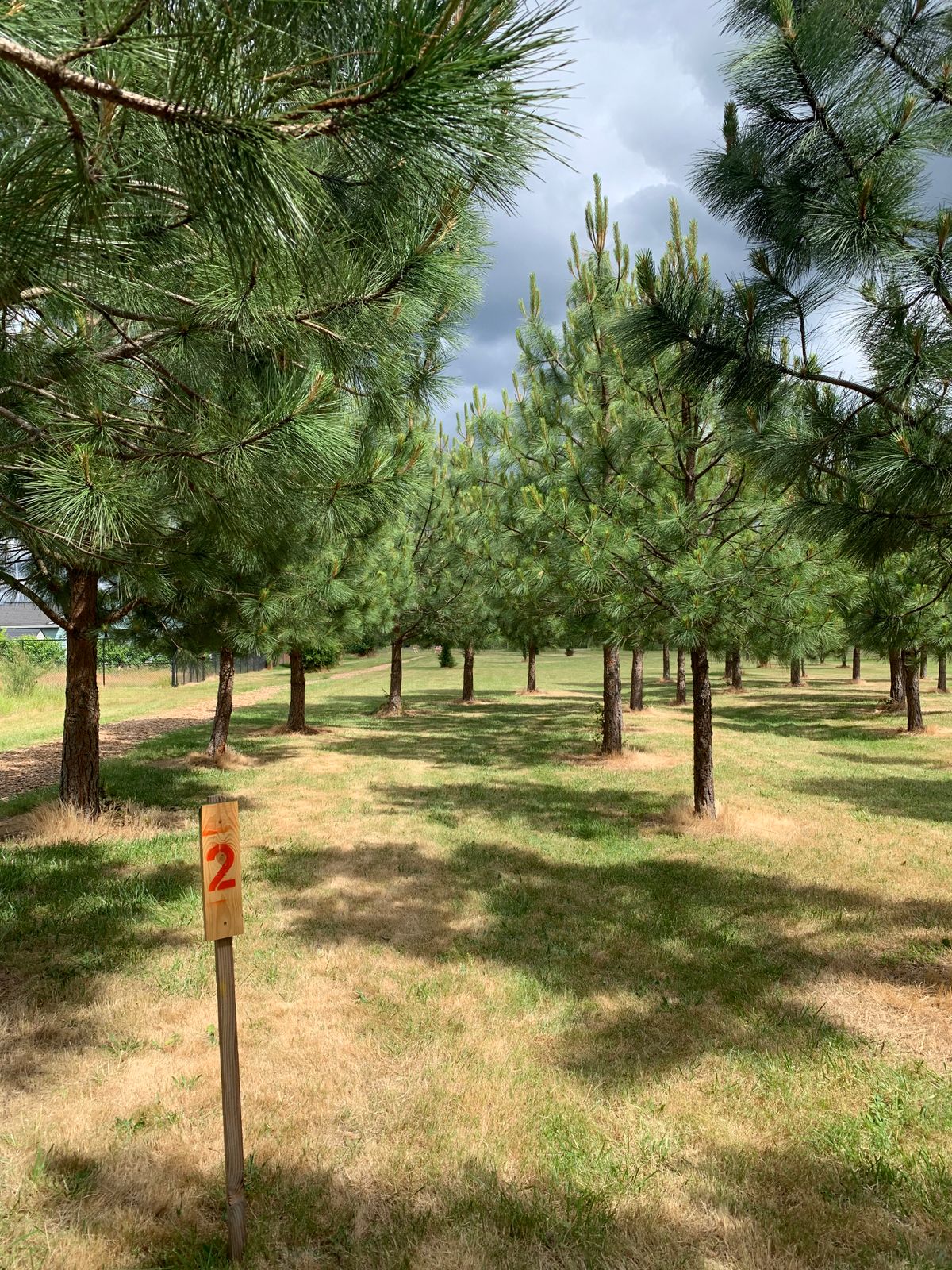 Hole 2 tee area. No line to the basket other than a forehand roller.