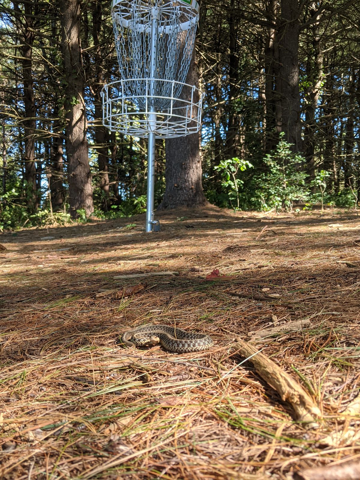 Letting him play through on hole one