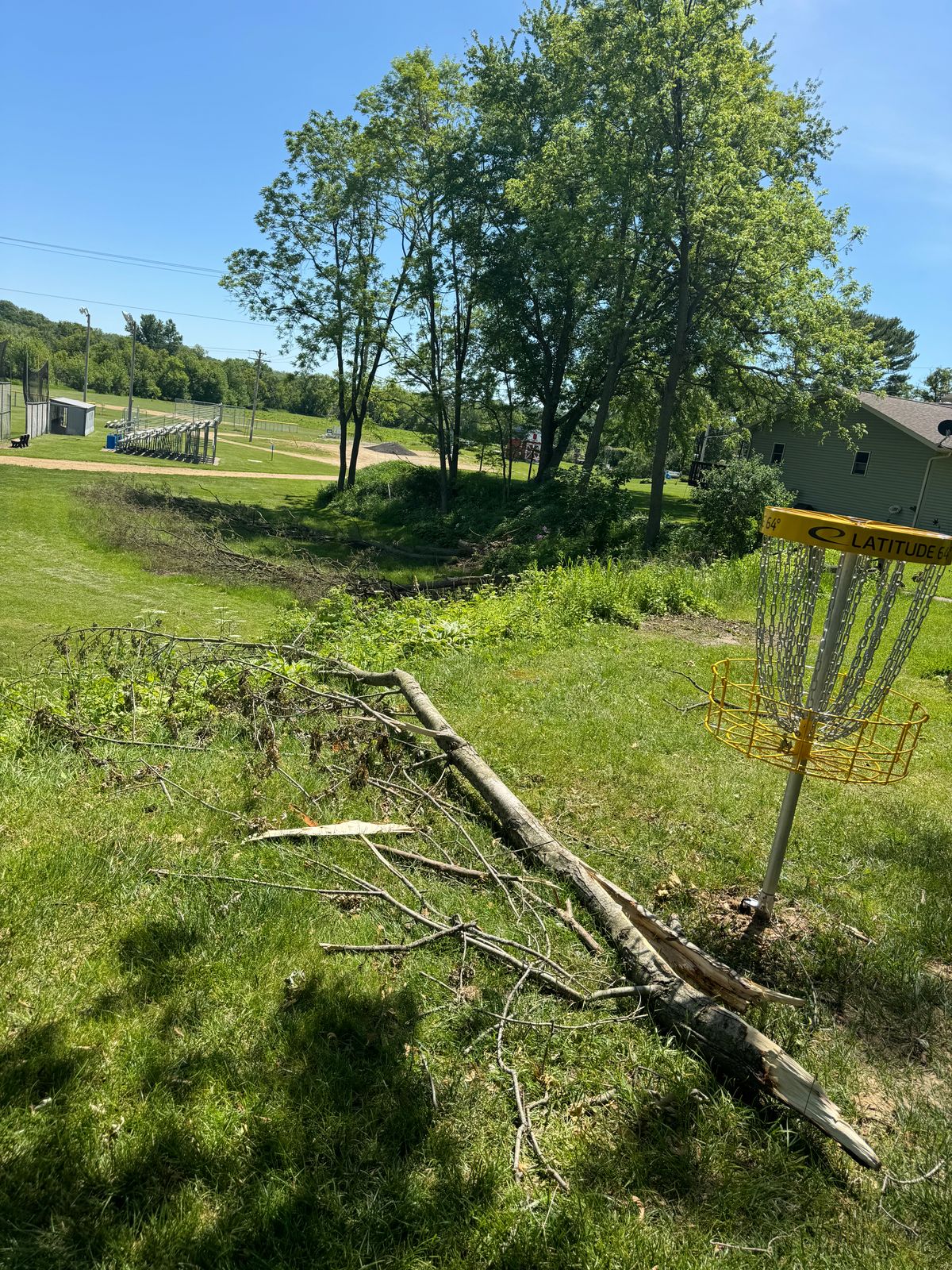 Tree debris from recent storms