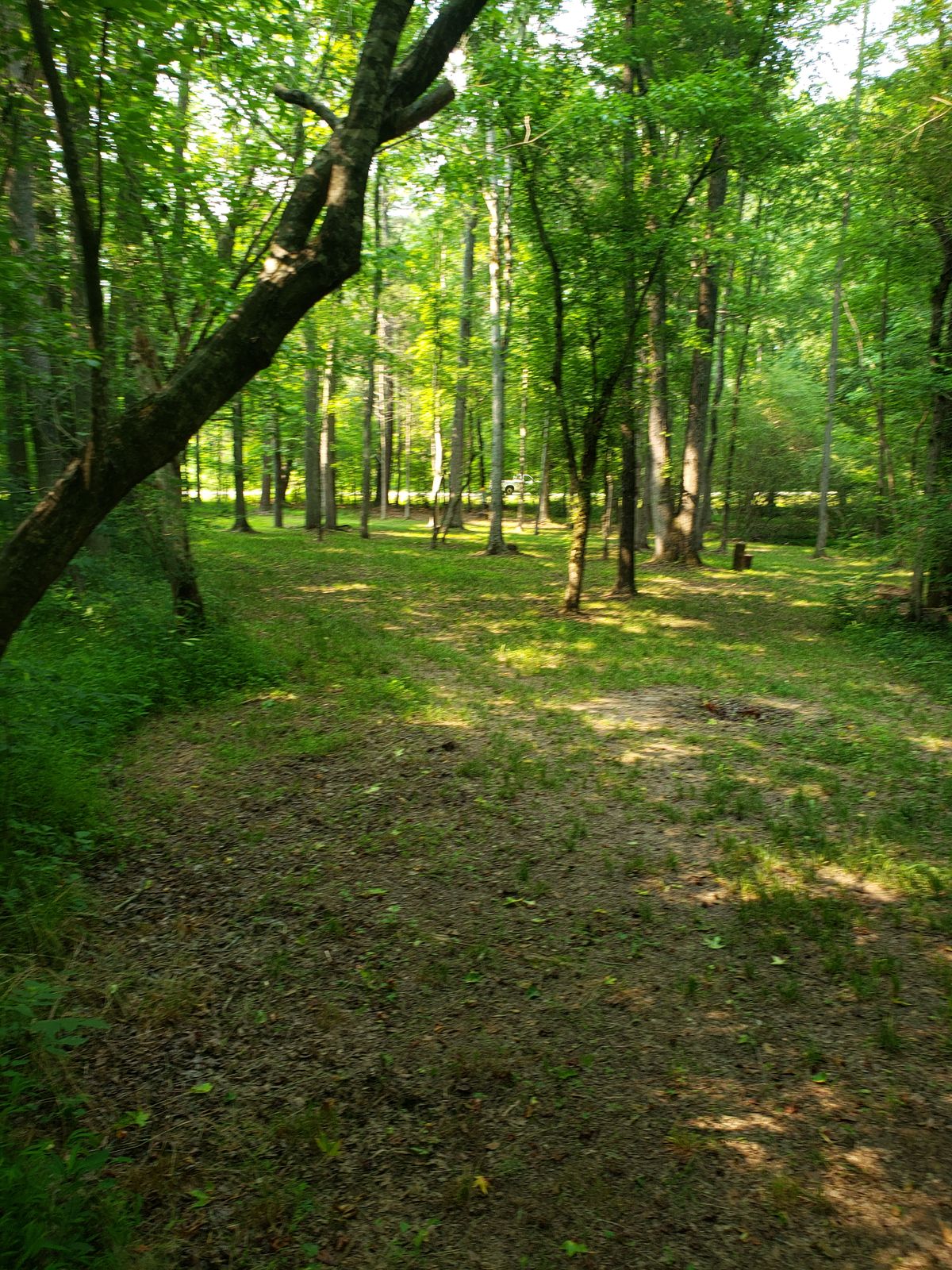 Hole 16 from tee pad. A shot with several different lines slightly up hill to a raised basket sitting on a stump.