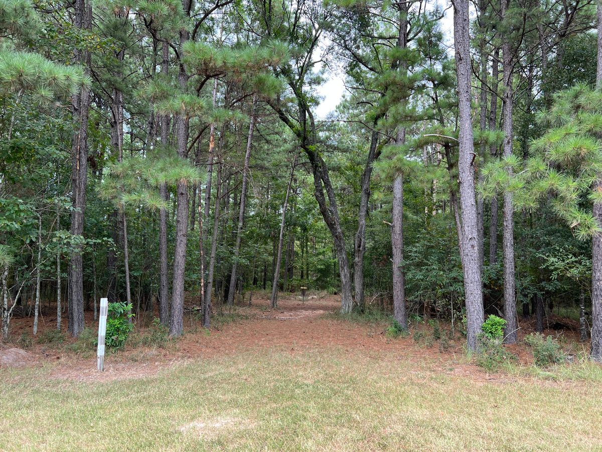Hole 6 into the woods basket